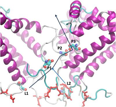 Electrophysiological properties and structural prediction of the SARS-CoV-2 viroprotein E